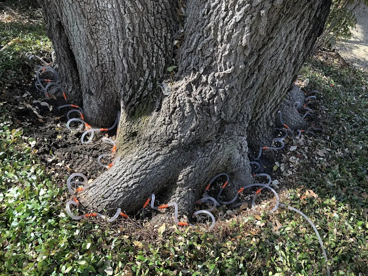 Detailed Tree Cabling and Bracing job site in Hermitage