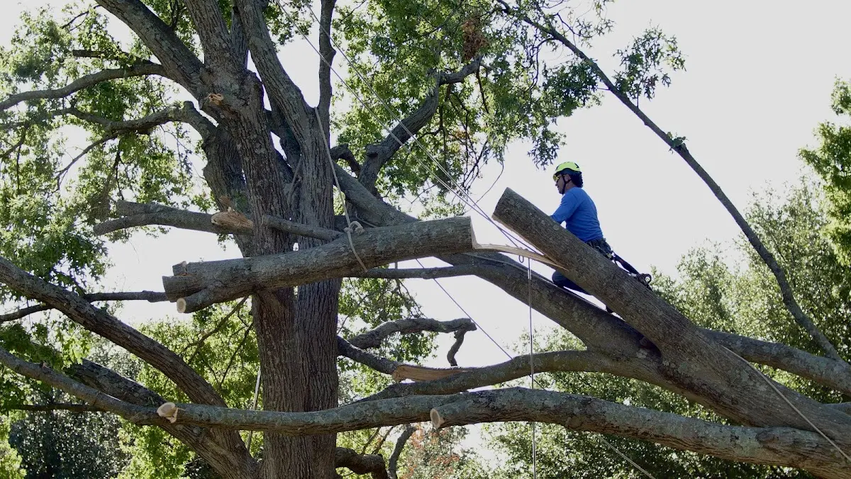 Professional Hazardous Tree Removal performed by certified arborists in Hermitage